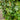 Hedera helix 'Thorndale' (English Ivy)