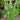 Hedera helix 'Thorndale' (English Ivy)