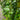Hedera helix 'Thorndale' (English Ivy)