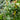 Hedera helix 'Thorndale' (English Ivy)