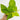 Neon Pothos