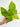 Neon Pothos