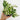 Pothos 'Pearls & Jade'