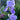Iris ensata 'Variegata' (Variegated Japanese Water Iris)