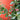 euonymus manhattan foliage 1