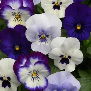 Viola Sorbet® Ocean Breeze Mix