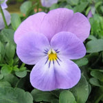 Viola Sorbet® XP Lavender Pink