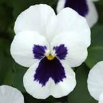 Viola Sorbet® XP White with Blotch