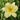 Hemerocallis x 'Stella Supreme' (Reblooming Daylily)
