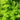 Northern Maidenhair Fern