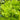 Matteuccia struthiopteris (Ostrich fern)