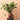 ficus ginseng