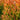firestick cactus