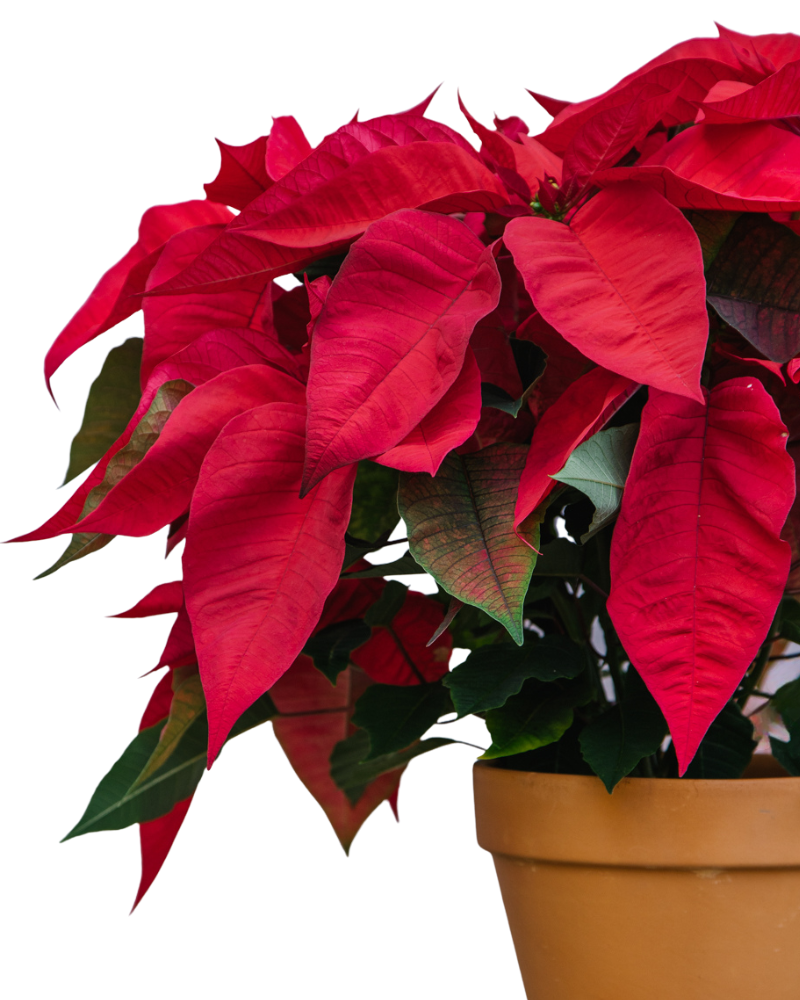 Red Poinsettia