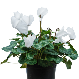 Cyclamen White