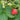Fragaria 'Eversweet' (Strawberry)