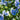 blue pansy