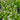 Galium (Sweet Woodruff)
