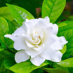 Gardenia Bush
