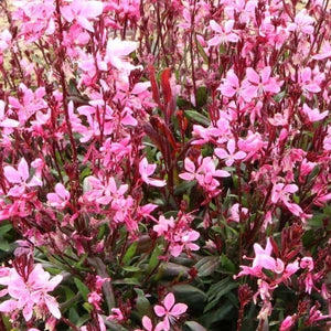 Gaura Confetti 'Pink'