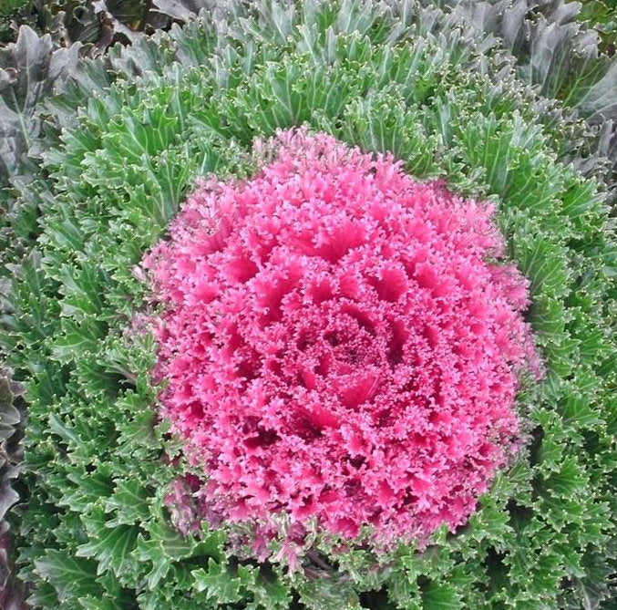 Ornamental Kale 'Glamour Red'