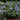 Hydrangea macrophylla 'Twist & Shout'® (Lacecap Hydrangea)