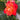 Rosa 'Joseph's Coat' (Climbing Rose)