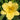 Hemerocallis ‘Happy Returns’ (Daylily)