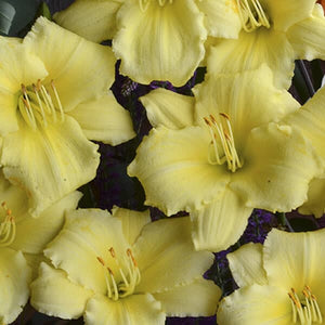 Daylily Stella Supreme