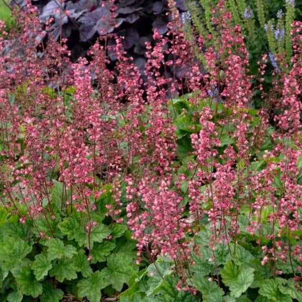 Heuchera Berry Timeless – Chelsea Garden Center