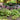 Heucherella FUN AND GAMES® 'Eye Spy'
