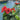 Hollywood Hibiscus™ Hot Shot™