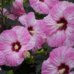 Hibiscus Summerific® 'Spinderella'