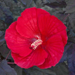 Hibiscus 'Midnight Marvel'