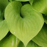 Hosta 'August Moon'