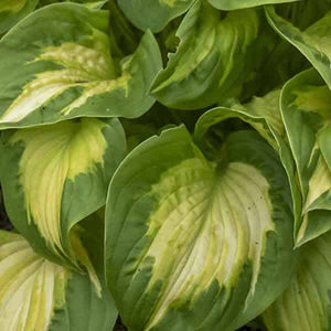 Hosta Shadowland® 'Etched Glass'