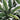 HOSTA PATRIOT
