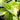 Hosta 'Dancing Queen'