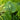 Hosta Shadowland® 'Empress Wu'