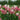 Hydrangea paniculata 'Pinky Winky Prime®' (Panicle Hydrangea)