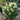 Hydrangea paniculata 'Pinky Winky Prime®' (Panicle Hydrangea)