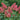 Hydrangea paniculata 'Pinky Winky Prime®' (Panicle Hydrangea)