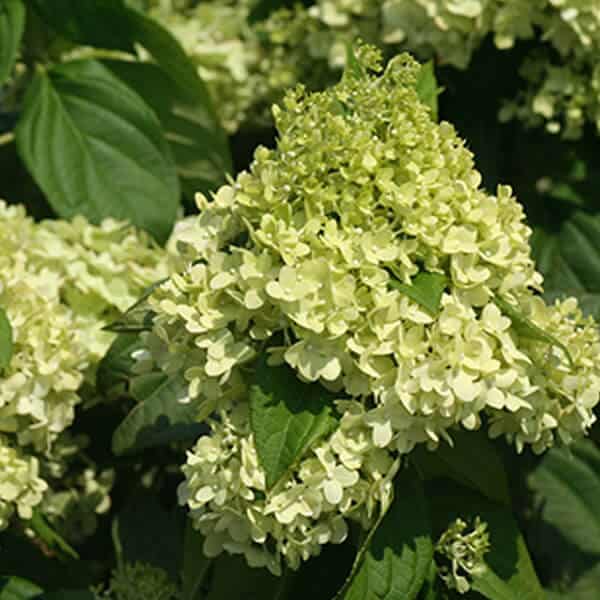 Hydrangea Limelight Shrub