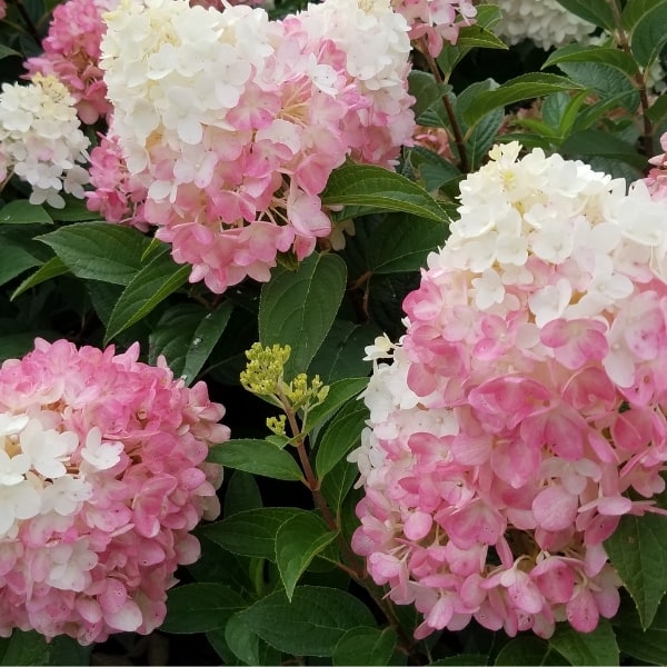 Hydrangea WorryFree® Ruby Snow