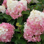 Hydrangea WorryFree® Ruby Snow