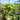Hydrangea paniculata 'Little Lime' (Tree Form)
