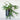 Platycerium bifurcatum Staghorn Fern VRNT