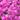 Snapdragon Snaptini™ Violet