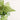 Asplenium dimorphum x difforme 'Austral Gem' VRNT