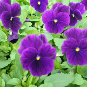 Viola Sorbet® XP Purple